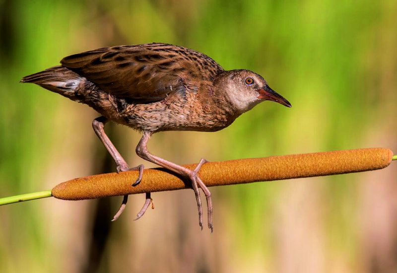 Rascón sobre enea en los humedales de El Taray, fotografía de aves esquivas con Wild Spain Travel.