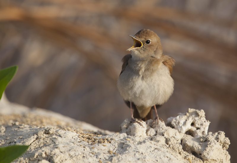 Ruiseñor común cantando con el pico abierto sobre una piedra en El Taray, Toledo. Fotografía de aves passeriformes en libertad desde hide.