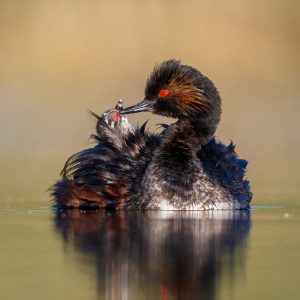 Zampullín cuellinegro adulto alimentando a su cría sobre el lomo en la laguna de El Taray, Toledo.
